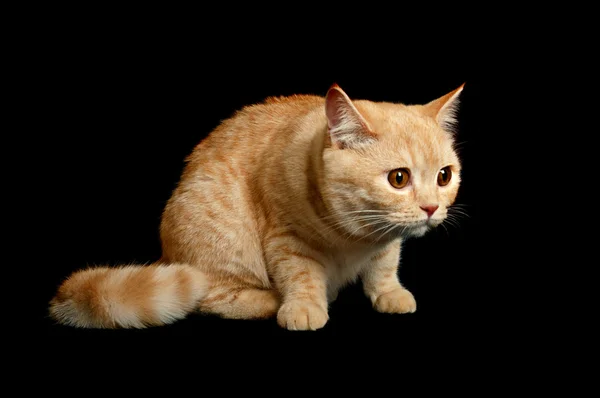 Schotse rasechte kat — Stockfoto