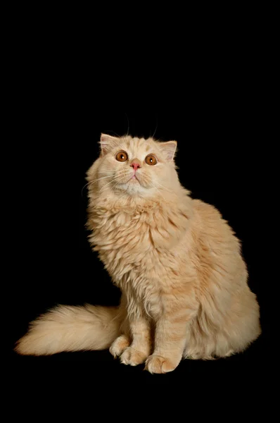 Skotská vysočina kočka — Stock fotografie