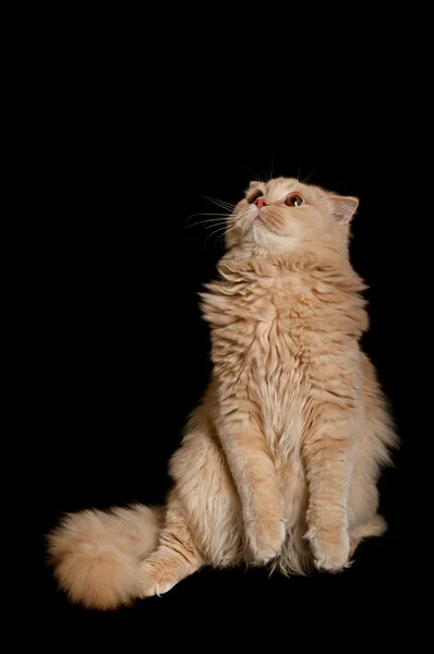 Standing up scottish cat — Stock Photo, Image