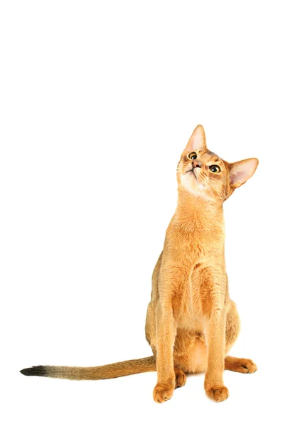 Gatto abissino — Foto Stock