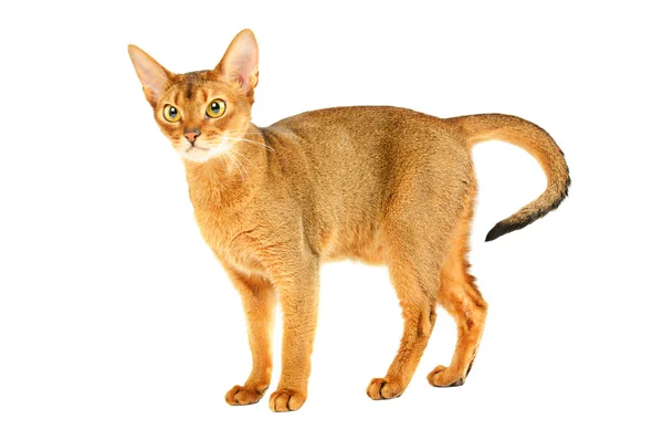 Abessinier katt — Stockfoto