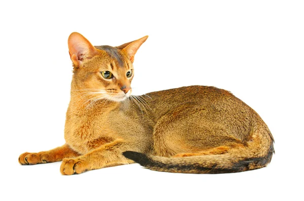 Abyssinian kat — Stockfoto