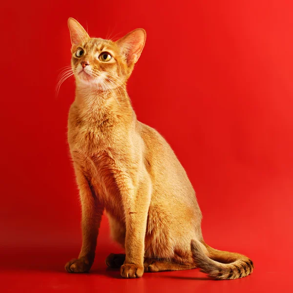 Habešský kočka — Stock fotografie
