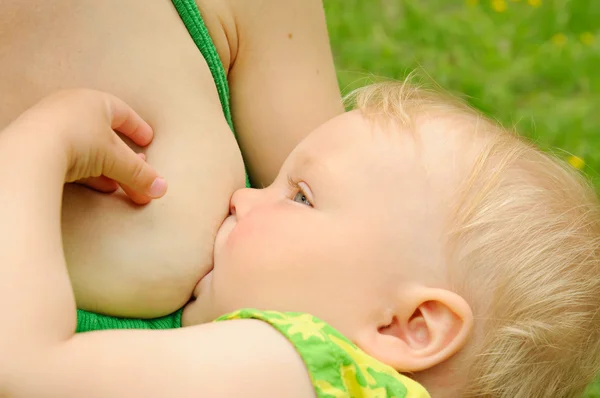 새끼에게 젖을 먹이는 어미 — 스톡 사진