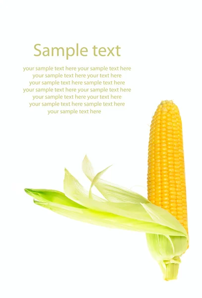 Mazorca de maíz fresca cruda — Foto de Stock