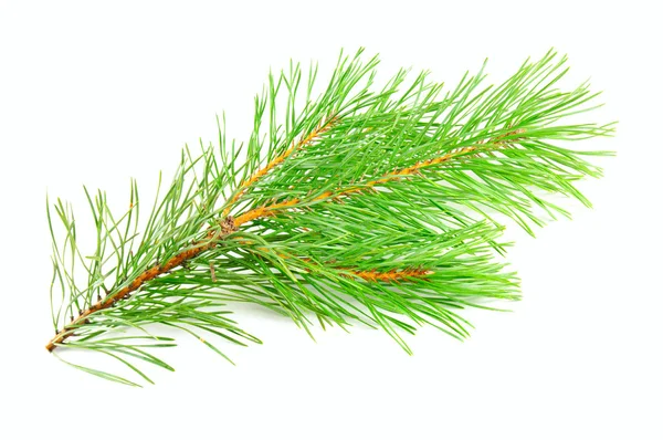 Pine branch — Stock Photo, Image