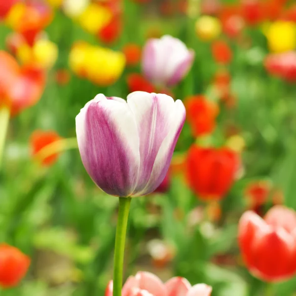 Gelbe schöne Tulpen — Stockfoto
