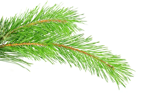 Pine gren Royaltyfria Stockfoton