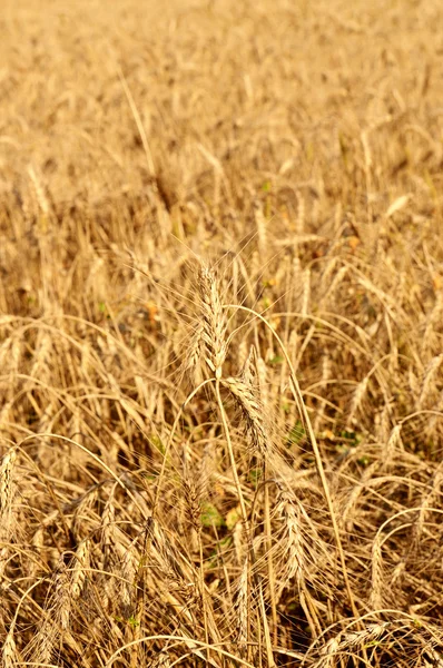 Campo con trigo maduro —  Fotos de Stock