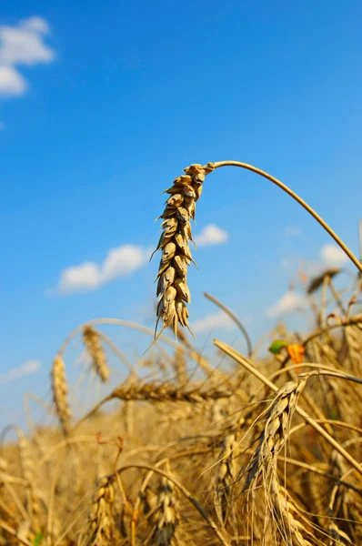 Луг с спелой пшеницей — стоковое фото