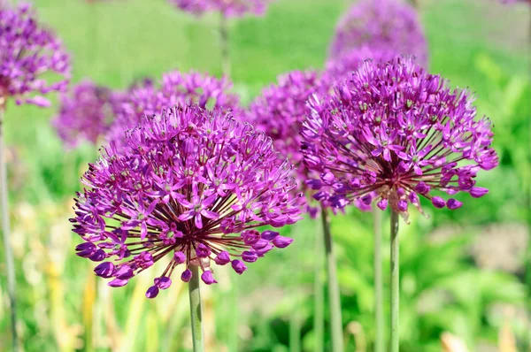 Purple flowers — Stock Photo, Image