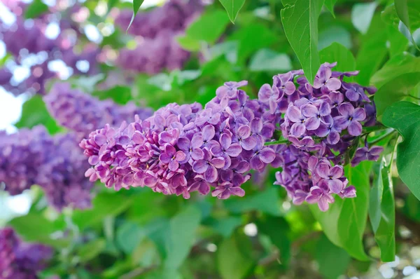 Ramo di fiori lilla — Foto Stock