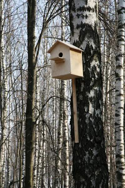 Maison d'étourneau en bois — Photo