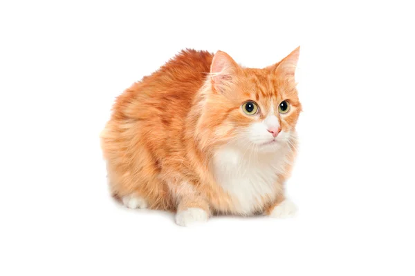 Lovely fluffy red cat. Isolated — Stock Photo, Image