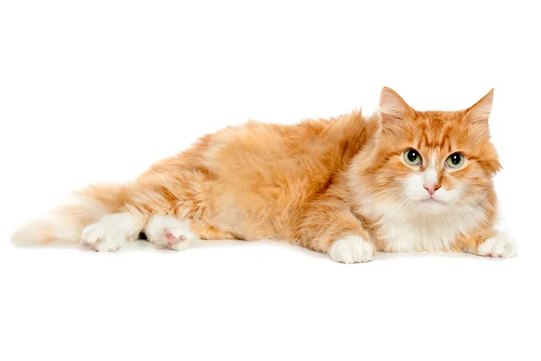 Beautiful fluffy red cat. Isolated — Stock Photo, Image