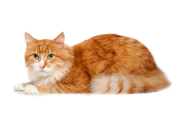 Pěkně načechrané červená kočka. samostatný — Stock fotografie