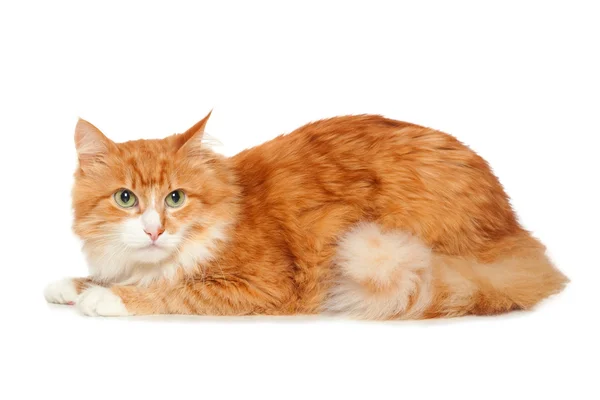 아름 다운 솜 털 빨간 고양이입니다. 흰색 절연 — 스톡 사진