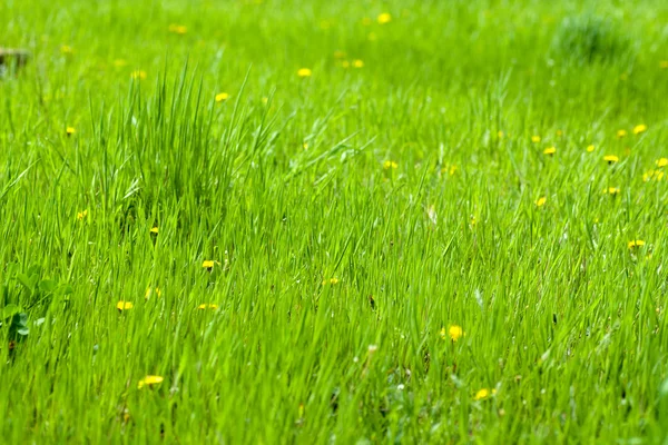 stock image Green grass and dandelions