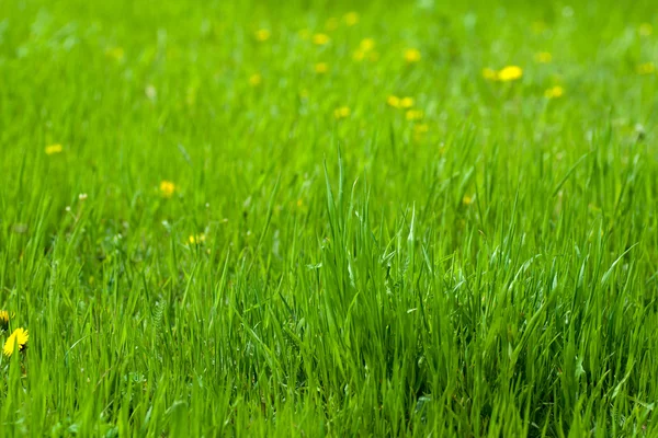 Grünes Gras und Löwenzahn — Stockfoto
