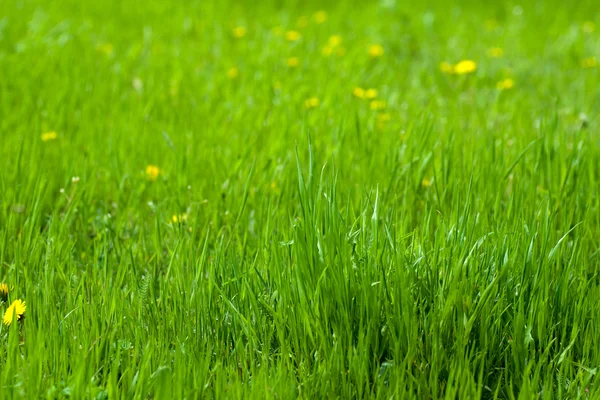 stock image Green grass and dandelions