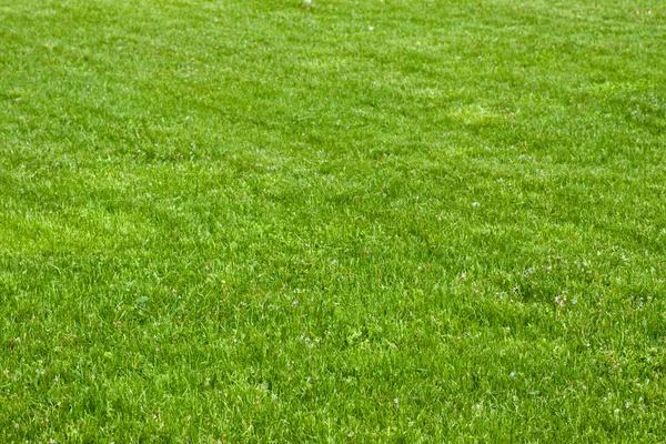 Saubere wunderbare Hintergrund ist ein grünes Gras — Stockfoto