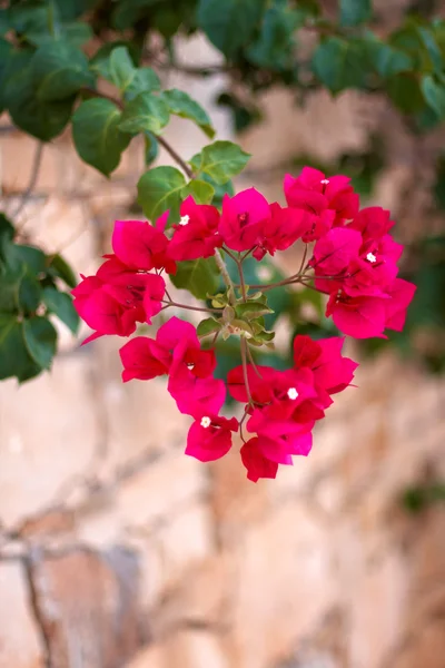 Stock image Small red flowers in the shape of a heart