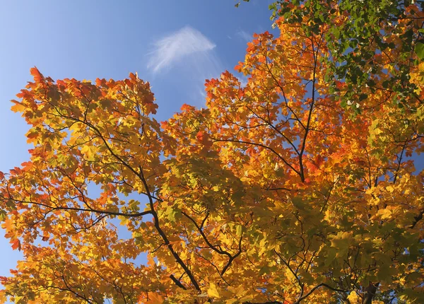 stock image Soft Red Maple Leaves Fall