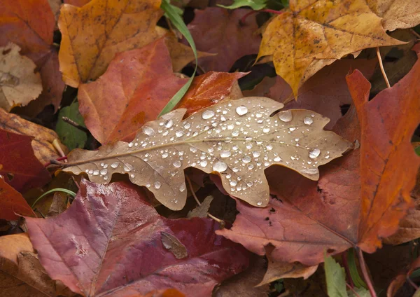 Dew on Autumn Leaves — Stock Photo, Image