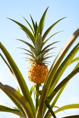 ananas bitkisi