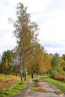 Yellow autumn woods, dirt puddle road with clouds