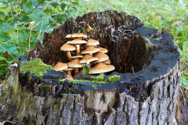 Agaric honey fungus near stump in forest — Stock Photo, Image