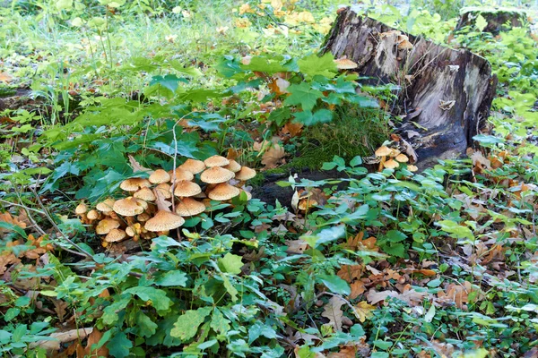 Agaric honey fungus near stump in forest — Stock Photo, Image
