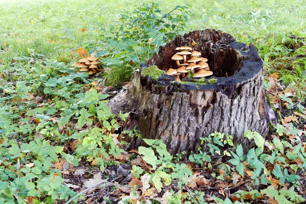 木耳蜜环菌树桩在森林附近 — 图库照片