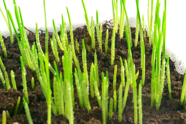 stock image Young green sprouts