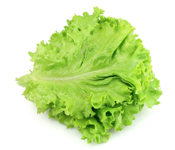 Lettuce on white background — Stock Photo, Image