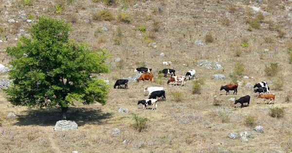 Koe op een zomerweide — Stockfoto