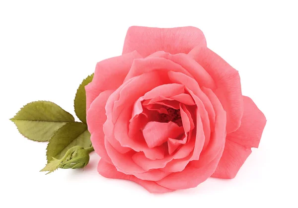 Μια ενιαία όμορφο ροζ τριαντάφυλλο — Φωτογραφία Αρχείου