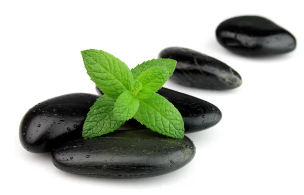 stock image Fresh mint on the stones