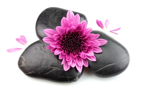 Apink 菊と石 — ストック写真