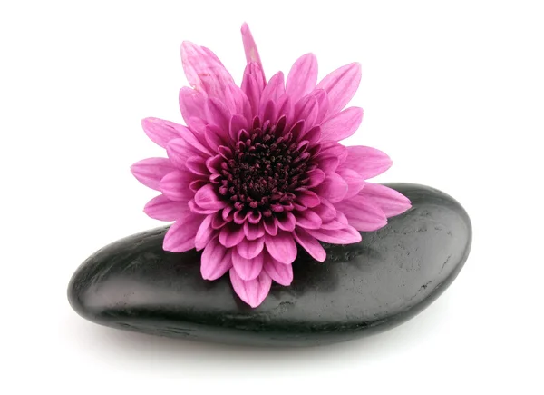 Kamienie z kwiatem — Zdjęcie stockowe