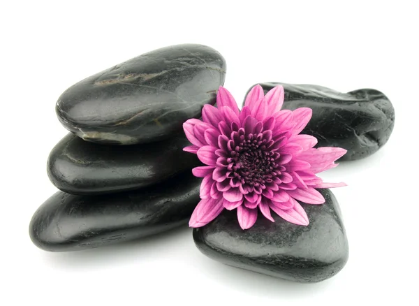 Stones with a pink chrysanthemum — Stock Photo, Image