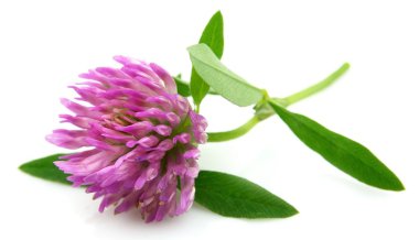 One flower of clover clipart