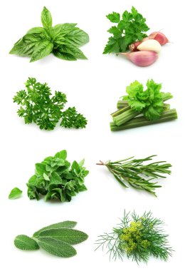 Collage of green clipart