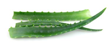 aloe vera çiçekler