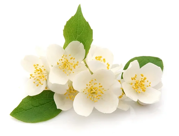 Flores blancas de jazmín —  Fotos de Stock