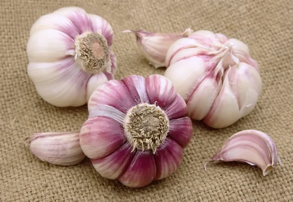 stock image Garlic