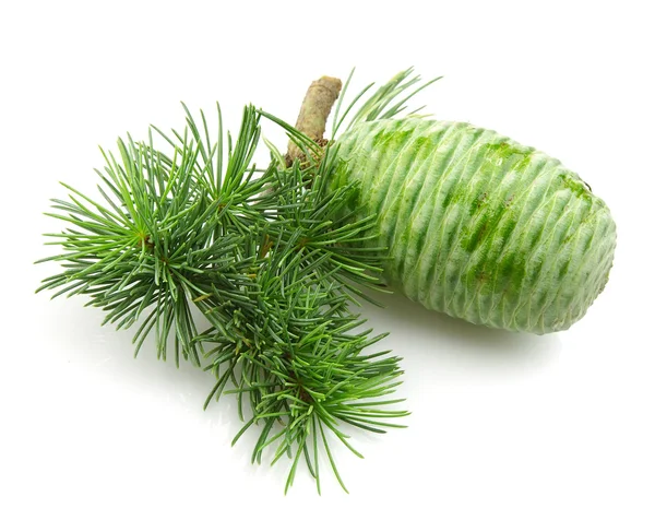 Young cedar with the cone — Stock Photo, Image