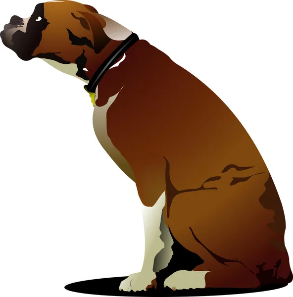 Sittande söt boxer hund. vektor illustration — Stock vektor