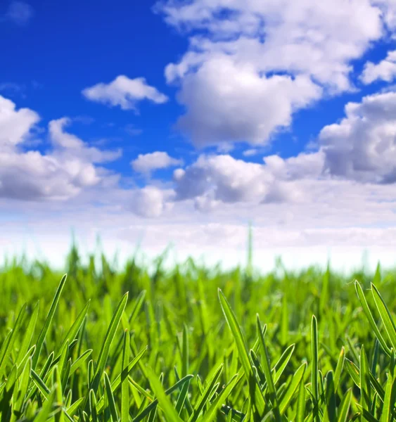 Prado de grama sob céu nublado — Fotografia de Stock