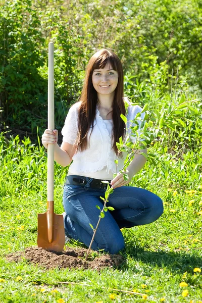 Молодая женщина сажает деревья на открытом воздухе — стоковое фото